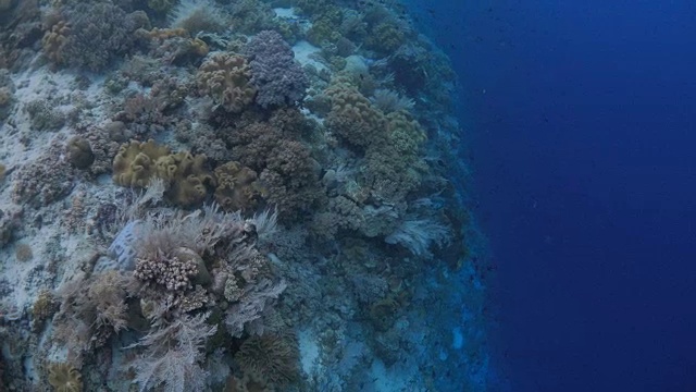 鸟瞰图的海底悬崖与美丽的珊瑚群视频素材