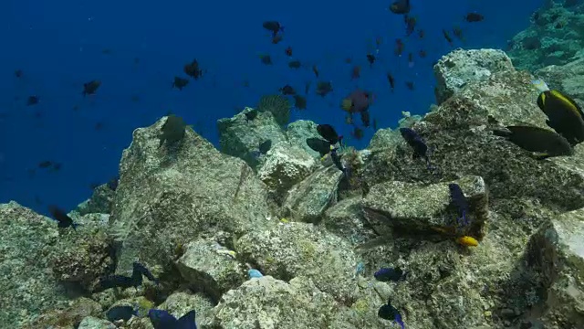 箭鱼和蝴蝶鱼在喂养海藻视频素材