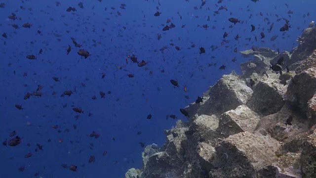 黑箭鱼成群结队地靠近珊瑚礁视频素材