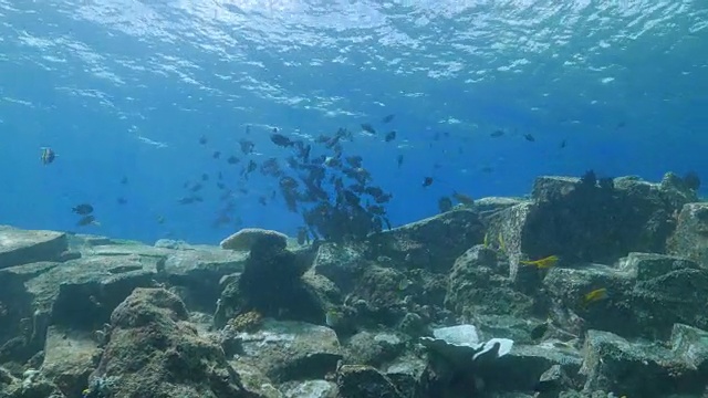 黑箭鱼在海底成群游动视频素材