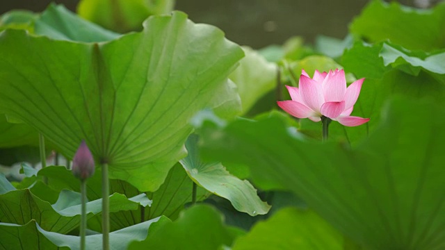 MS LD荷花盛开，荷花环绕绿叶视频素材