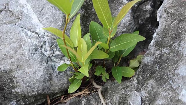 多莉在岩石中射击小植物视频素材