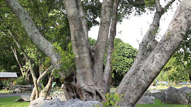 多莉在花园里拍了一棵大树视频素材