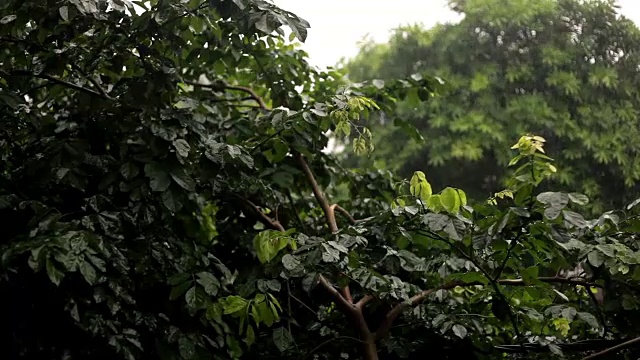 沁人心脾的雨视频素材