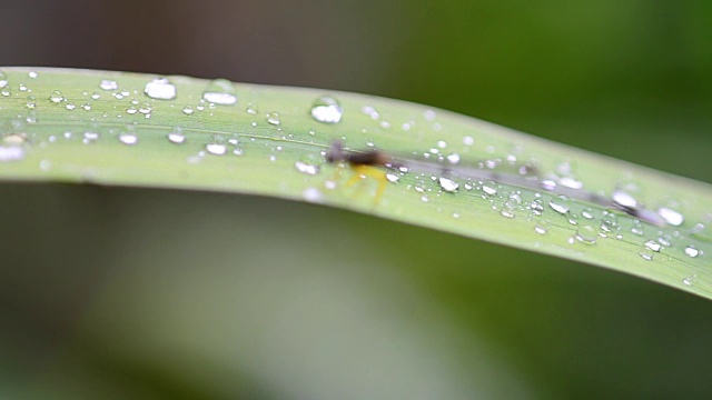 蜻蜓视频素材