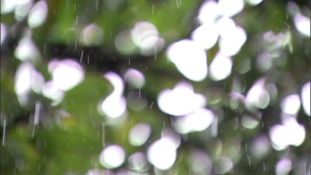 雨落在热带植物的叶子和花朵上。视频素材