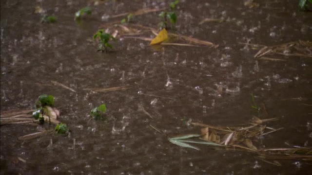 雨滴在森林地面上的水坑里飞溅。视频素材