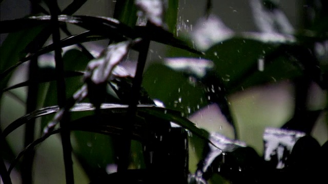 树叶在暴风雨中摇动。视频素材