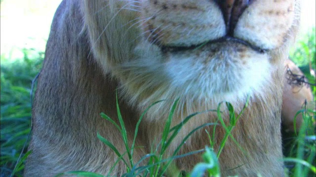 幼非洲狮在镜头前吃草视频素材