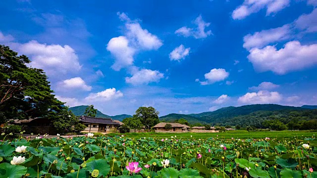 峨山荷花乡景视频素材