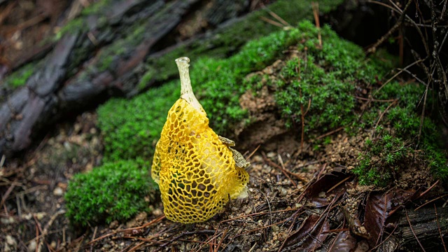 野生毒伞菌的生长情况视频素材