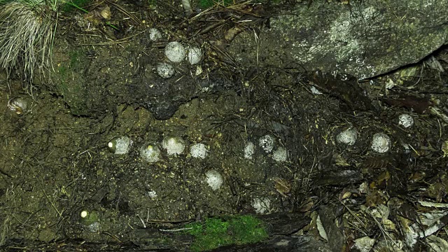 野生毒伞菌的生长情况视频素材