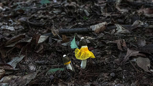 野生毒伞菌的生长情况视频素材