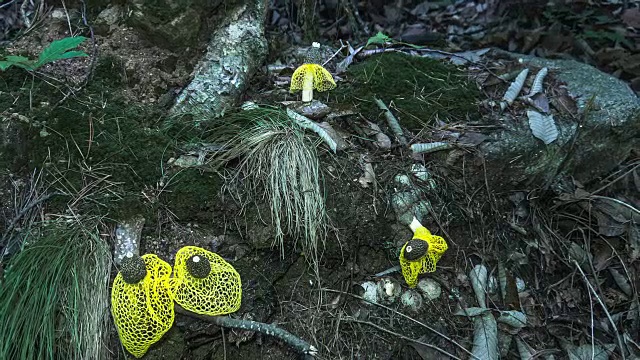 野生毒伞菌的生长情况视频素材