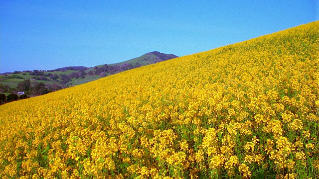 宽阔的田野黄色野花在山坡上与小山的背景/纳帕谷，加利福尼亚视频素材