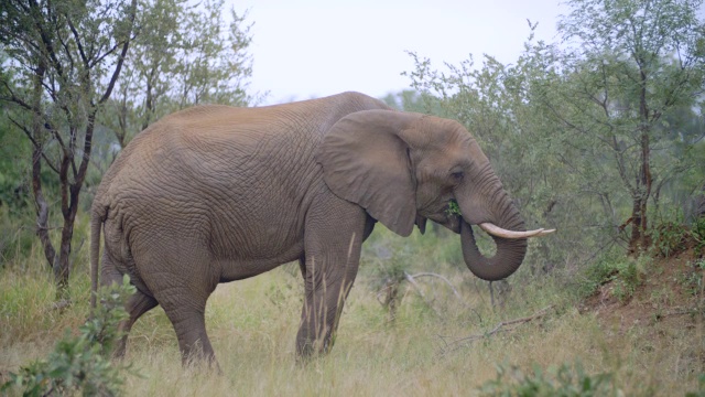 非洲大象(Loxodonta africana)吃东西的照片/克鲁格国家公园，普马兰加，南非视频素材