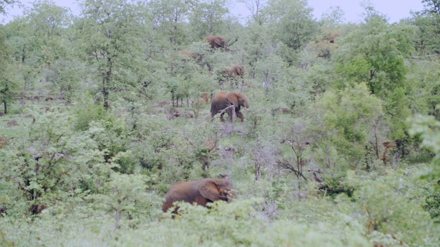 图为南非普马兰加克鲁格国家公园森林里的非洲象(Loxodonta africana)视频素材