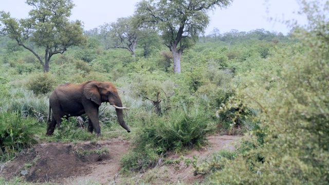 非洲大象(Loxodonta africana)走过森林/克鲁格国家公园，普马兰加，南非视频素材