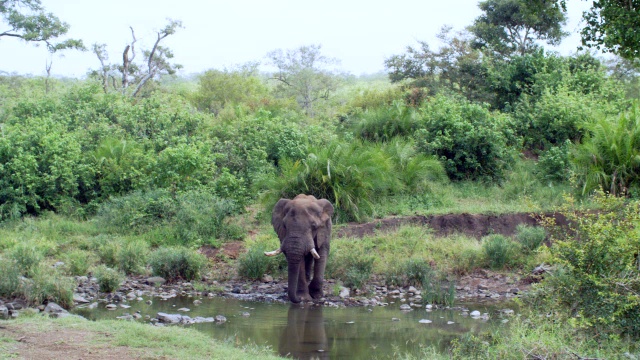 非洲大象(Loxodonta africana)饮水/克鲁格国家公园，普马兰加，南非视频素材