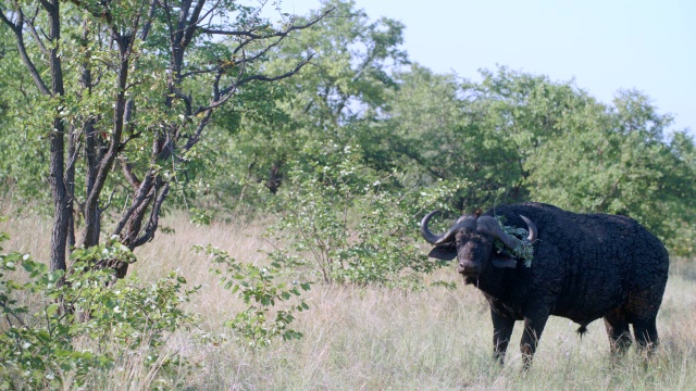 南非普马兰加克鲁格国家公园拍摄的cape buffalo (Syncerus caffer)肖像视频素材