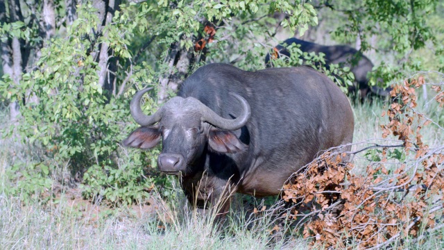 南非，普马兰加，克鲁格国家公园，cape buffalo (Syncerus caffer)的肖像视频素材