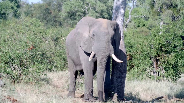 图为行走的非洲大象(Loxodonta africana) /克鲁格国家公园，南非普马兰加视频素材