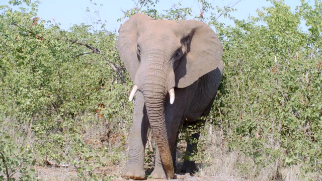 非洲大象的肖像(Loxodonta africana) /克鲁格国家公园，普马兰加，南非视频素材