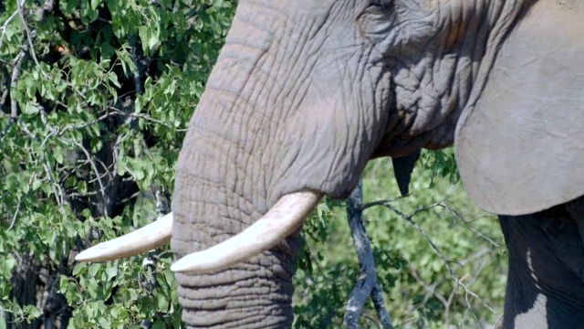 非洲象(Loxodonta africana)的头/克鲁格国家公园，普马兰加，南非视频素材