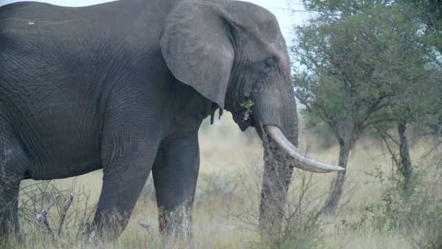 非洲大象(Loxodonta africana)吃东西的镜头/克鲁格国家公园，普马兰加，南非视频素材