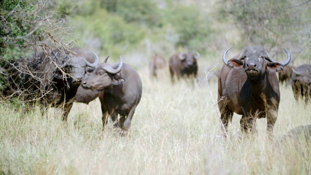 南非普马兰加克鲁格国家公园的一群cape buffalo (Syncerus caffer)视频素材