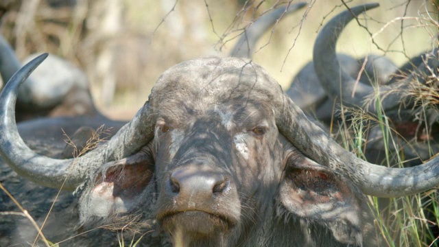 cape buffalo (Syncerus caffer)肖像/克鲁格国家公园，普马兰加，南非视频素材