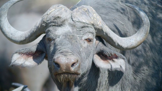 cape buffalo (Syncerus caffer)肖像/克鲁格国家公园，普马兰加，南非视频素材