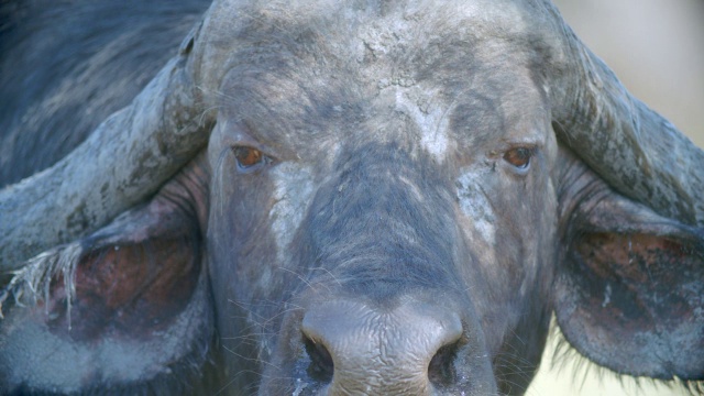 南非普马兰加克鲁格国家公园拍摄的cape buffalo (Syncerus caffer)肖像视频素材