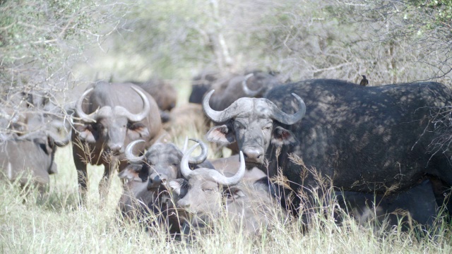 南非普马兰加克鲁格国家公园的一群cape buffalo (Syncerus caffer)视频素材