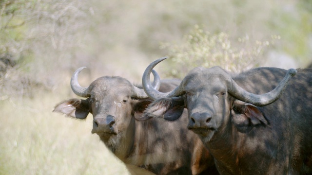 南非普马兰加大草原克鲁格国家公园拍摄的Cape buffalo (Syncerus caffer)视频素材