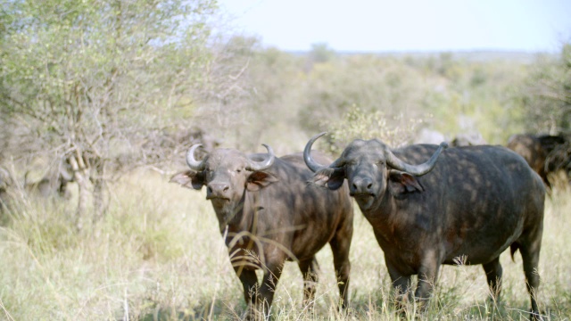 南非普马兰加大草原克鲁格国家公园的Cape buffalo (Syncerus caffer)视频素材