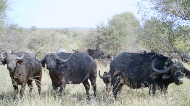 南非普马兰加的克鲁格草原国家公园拍摄的一群cape buffalo (Syncerus caffer)视频素材