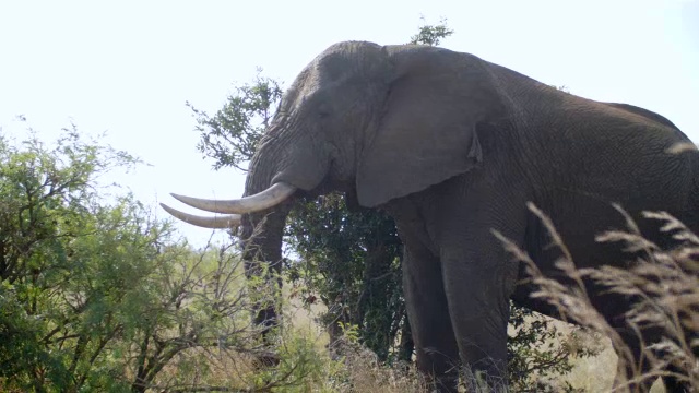 非洲大象(Loxodonta africana)吃植物的照片/克鲁格国家公园，普马兰加，南非视频素材