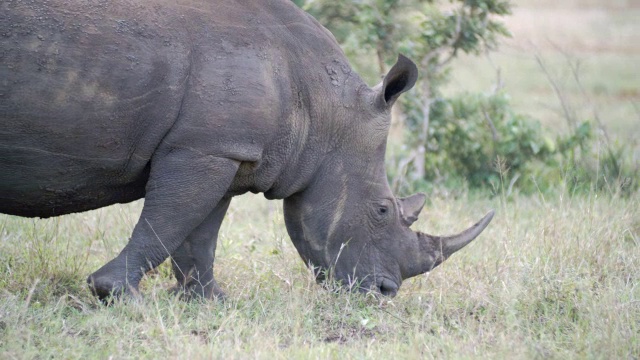 MS TS白犀牛(Ceratotherium simum)吃草的镜头/南非视频素材