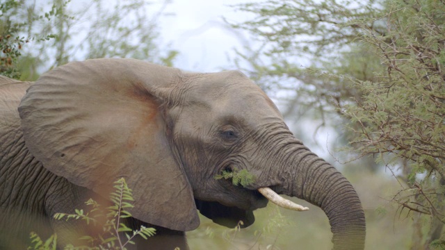 非洲大象(Loxodonta africana)吃东西的镜头/克鲁格国家公园，普马兰加，南非视频素材