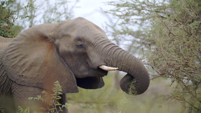 非洲大象(Loxodonta africana)吃东西的镜头/克鲁格国家公园，普马兰加，南非视频素材