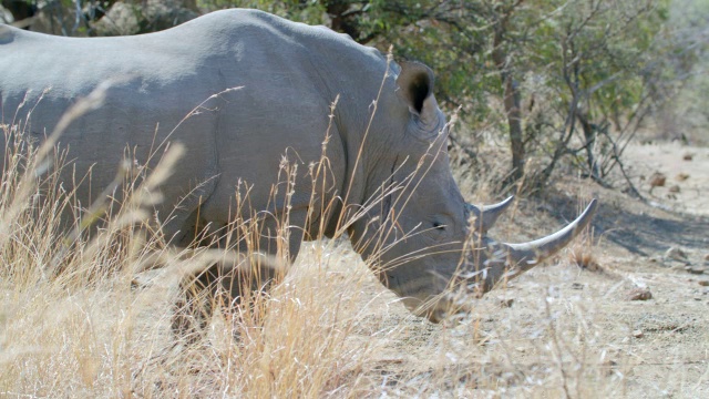 白犀牛(Ceratotherium simum)的CU镜头/南非西北部省的兰尼斯堡野生动物保护区视频素材