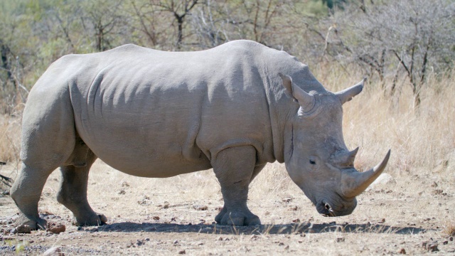 白犀牛(Ceratotherium simum)站立/ Pilanesberg野生动物保护区，西北省，南非视频素材