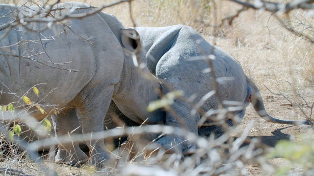 白犀牛(Ceratotherium simum)饲养/ Pilanesberg野生动物保护区，西北省，南非视频素材