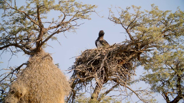 MS LA Martial eagle (Polemaetus bellicosus)在巢/ Kgalagadi越界公园，Kgalagadi区，南非视频素材