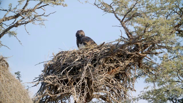 MS LA Martial eagle (Polemaetus bellicosus)在巢/ Kgalagadi越界公园，Kgalagadi区，南非视频素材