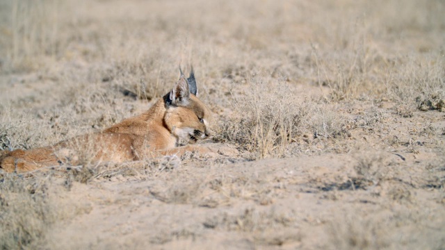 在沙漠中吃的CU Caracal (Caracal Caracal) / Kgalagadi越境公园，Kgalagadi区，南非视频素材