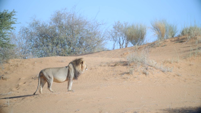 WS狮子(Panthera leo)行走在大草原/ Kgalagadi越境公园，Kgalagadi区，南非视频素材