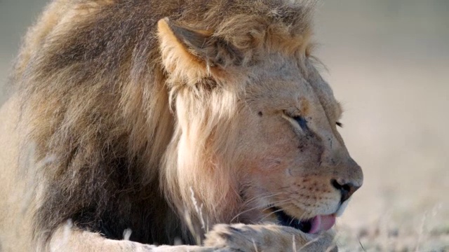 大狮子(Panthera leo)自我清洁/卡拉加迪跨越边境公园，卡拉加迪区，南非视频素材