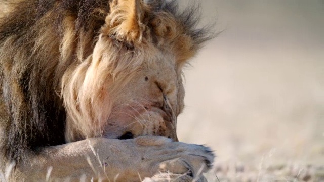 大狮子(Panthera leo)自我清洁/卡拉加迪跨越边境公园，卡拉加迪区，南非视频素材